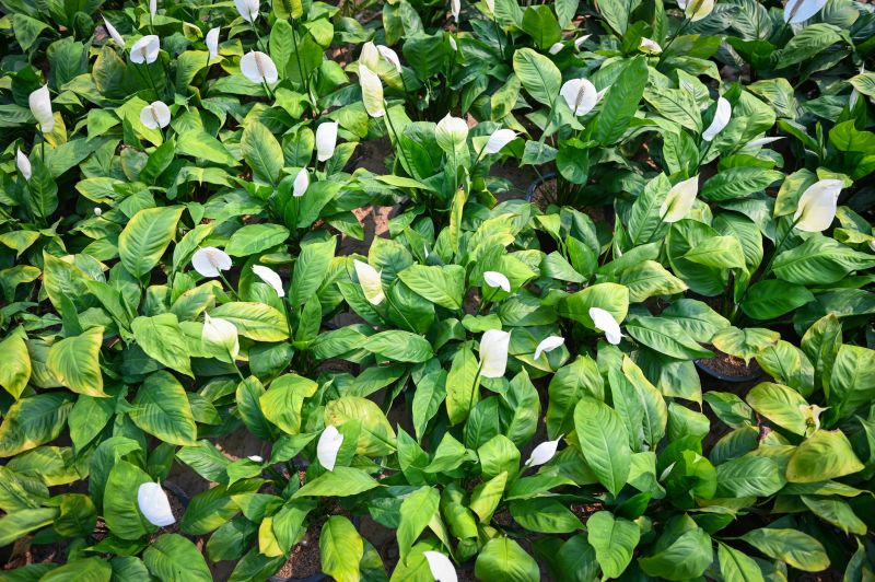 Peace Lily Planting Service