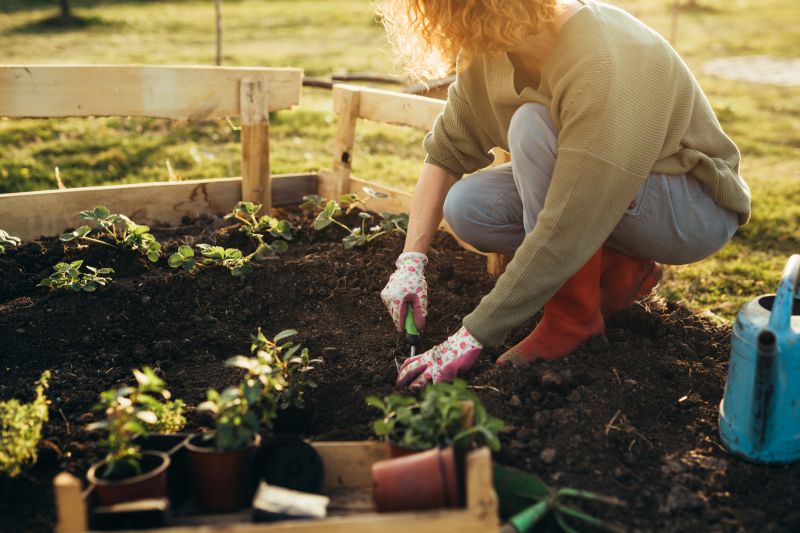 Peace Lily Planting