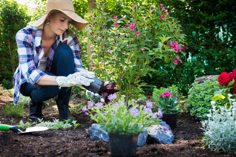 Peace Lily Planting