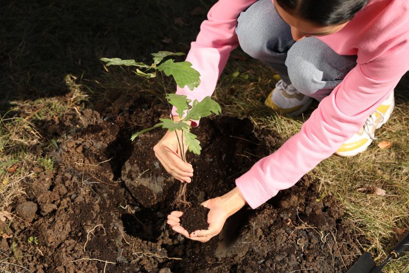 Peace Lily Planting