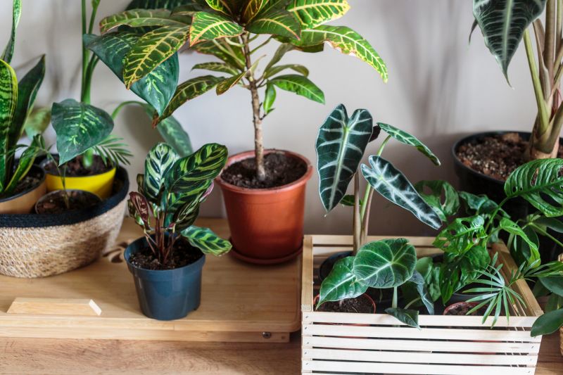 Indoor Plant Care