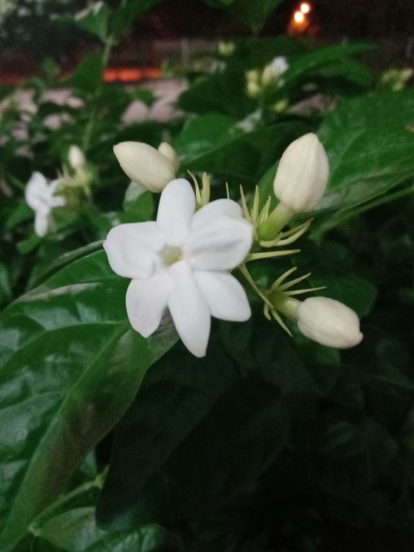 Close-up of Peace Lily Blossom